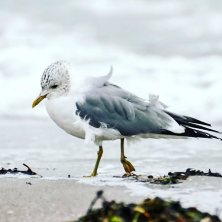 Möwe am Strand mit Wellen im Hintergrund