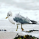 Möwe am Strand mit Wellen im Hintergrund