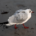 Möwe am Strand läuft durch den Sand