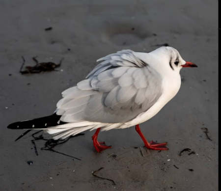 Möwe am Strand läuft durch den Sand