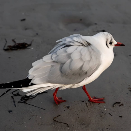 Möwe am Strand läuft durch den Sand